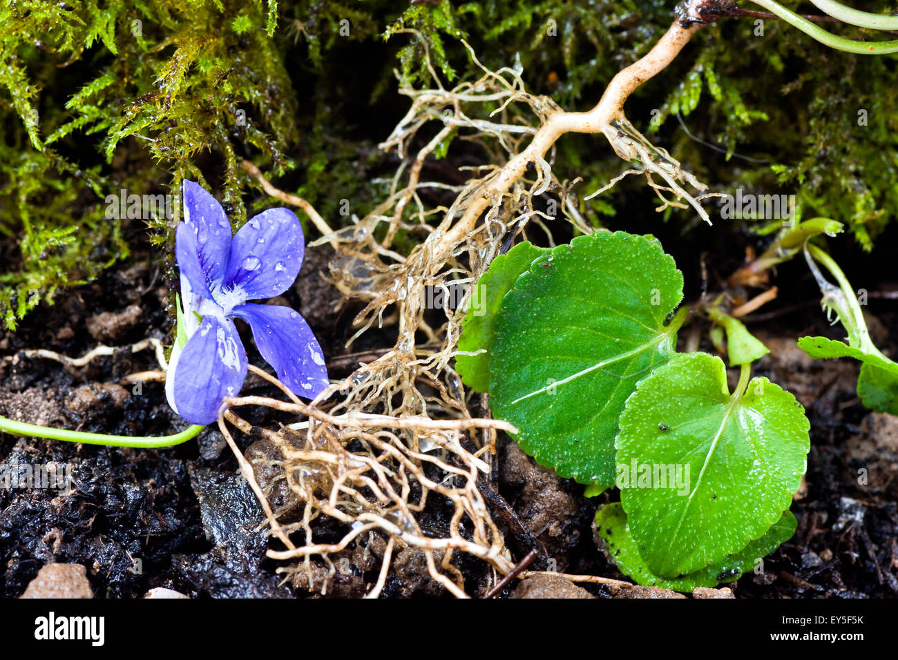Living herbarium with violette in studio Stock Photo