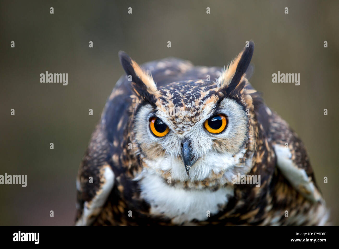 Portrait of Cape Eagle-Owl - Sologne France Stock Photo - Alamy