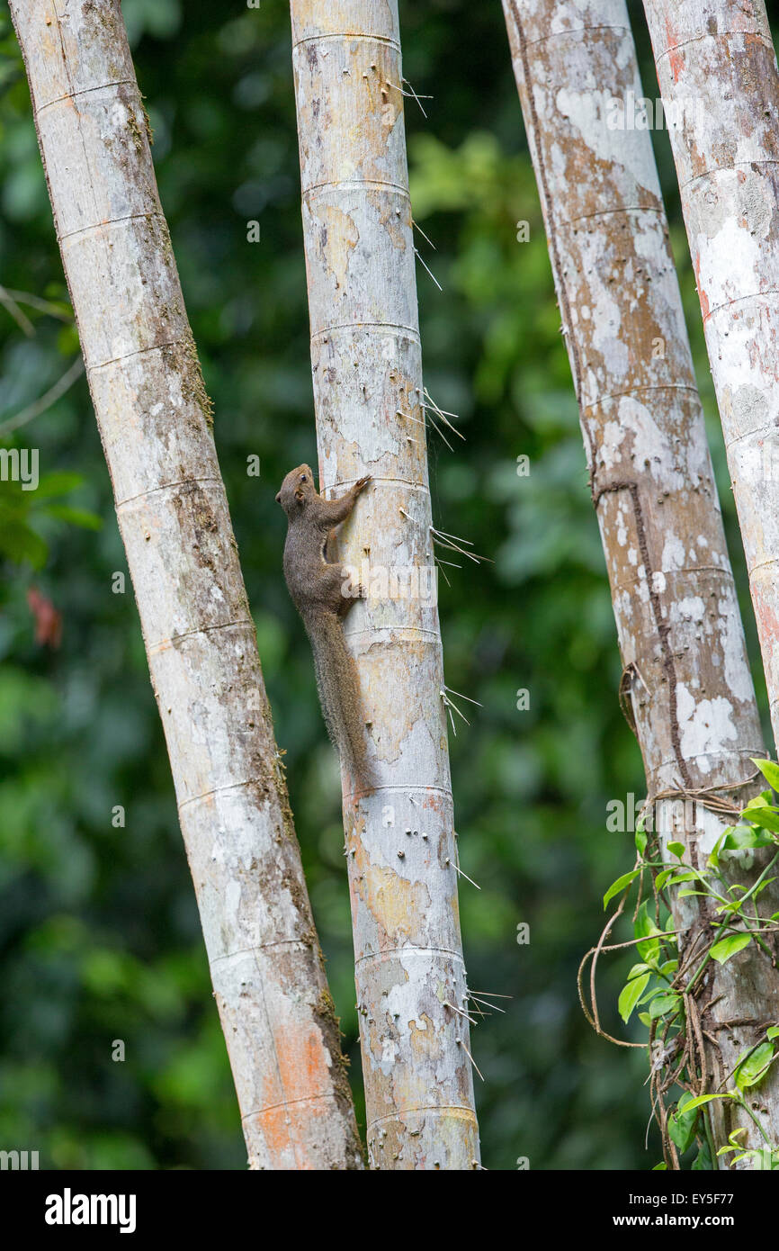 Plantain Squirrel on Bamboo Bako Malaysia Stock Photo Alamy