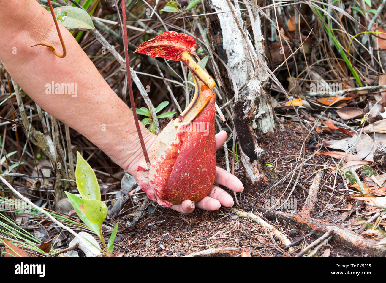 Pitcher Plant in forest - Malaysia Bako Stock Photo - Alamy