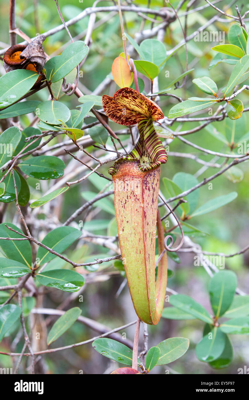Pitcher Plant in forest - Malaysia Bako Stock Photo - Alamy