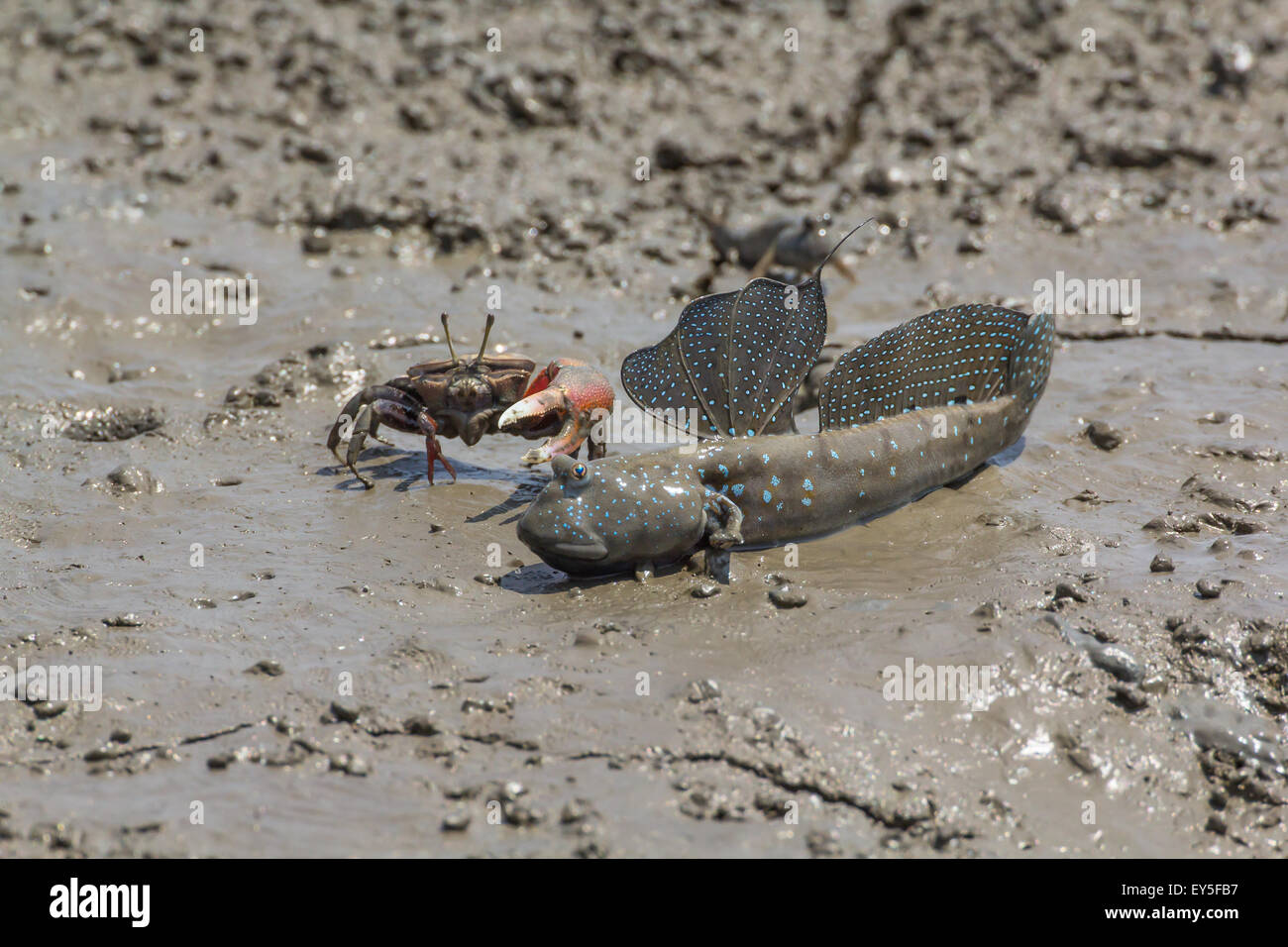 Mutsugoro goby and Crab on mud Island of Kyushu Japan Stock Photo Alamy