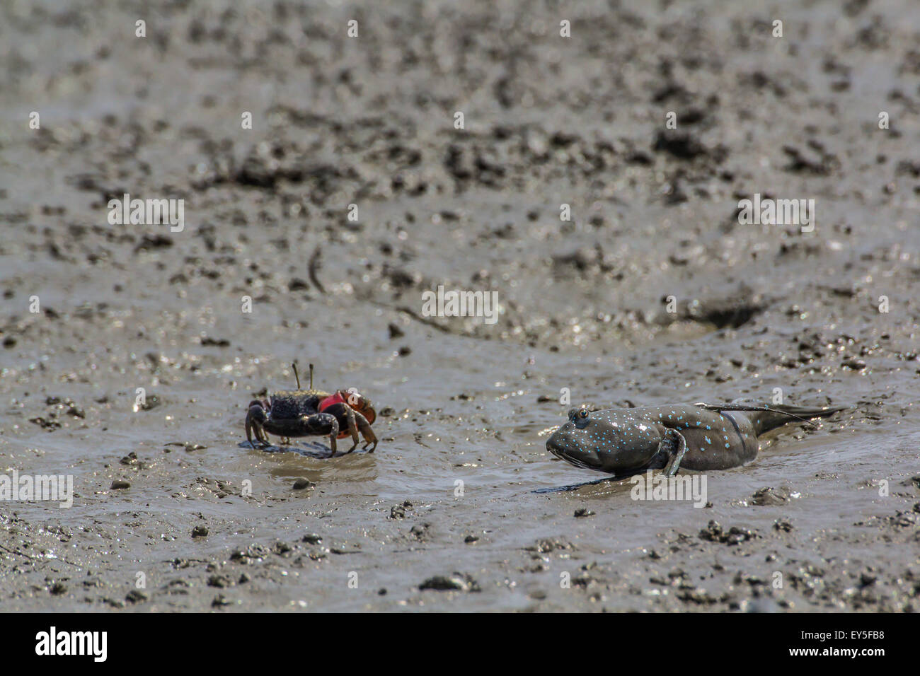 Mutsugoro goby and Crab on mud Island of Kyushu Japan Stock Photo Alamy