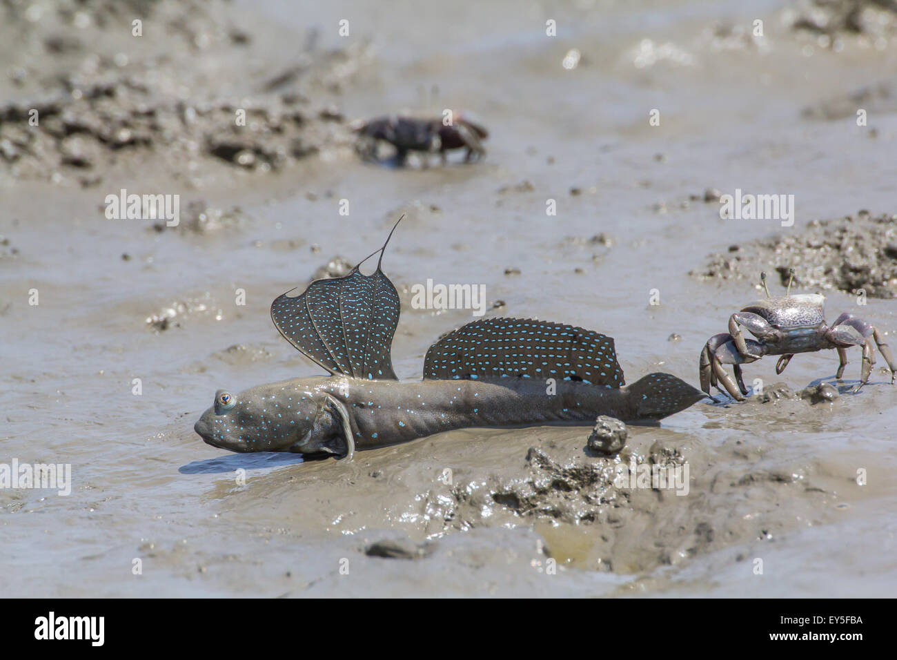 Mutsugoro goby and Crab on mud Island of Kyushu Japan Stock Photo Alamy