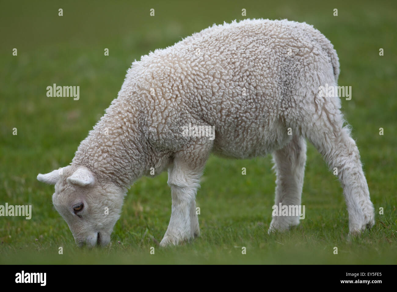 Sheep ( Ovis aries). Texel Lamb grazing. Iona. Inner Hebrides. West coast Scotland. June. Stock Photo