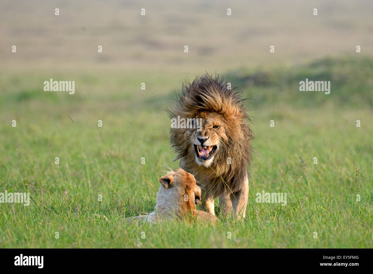 Lions mating in the savanna - Masai Mara Kenya Stock Photo - Alamy
