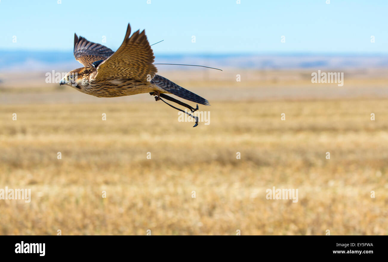 Raptor in flight wearing ties - Burgos Spain Stock Photo