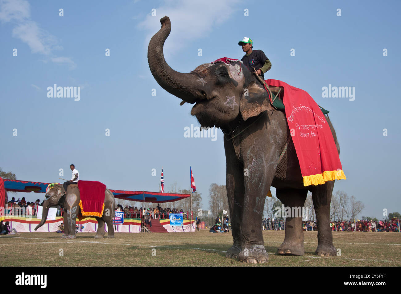 Elephants dressed Elephant festival Chitwan Nepal Stock Photo Alamy