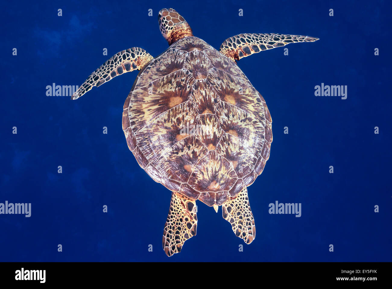 Green Sea Turtle Chelonia mydas swimming, Western Pacific Ocean, Palau Federates States of Micronesia Stock Photo