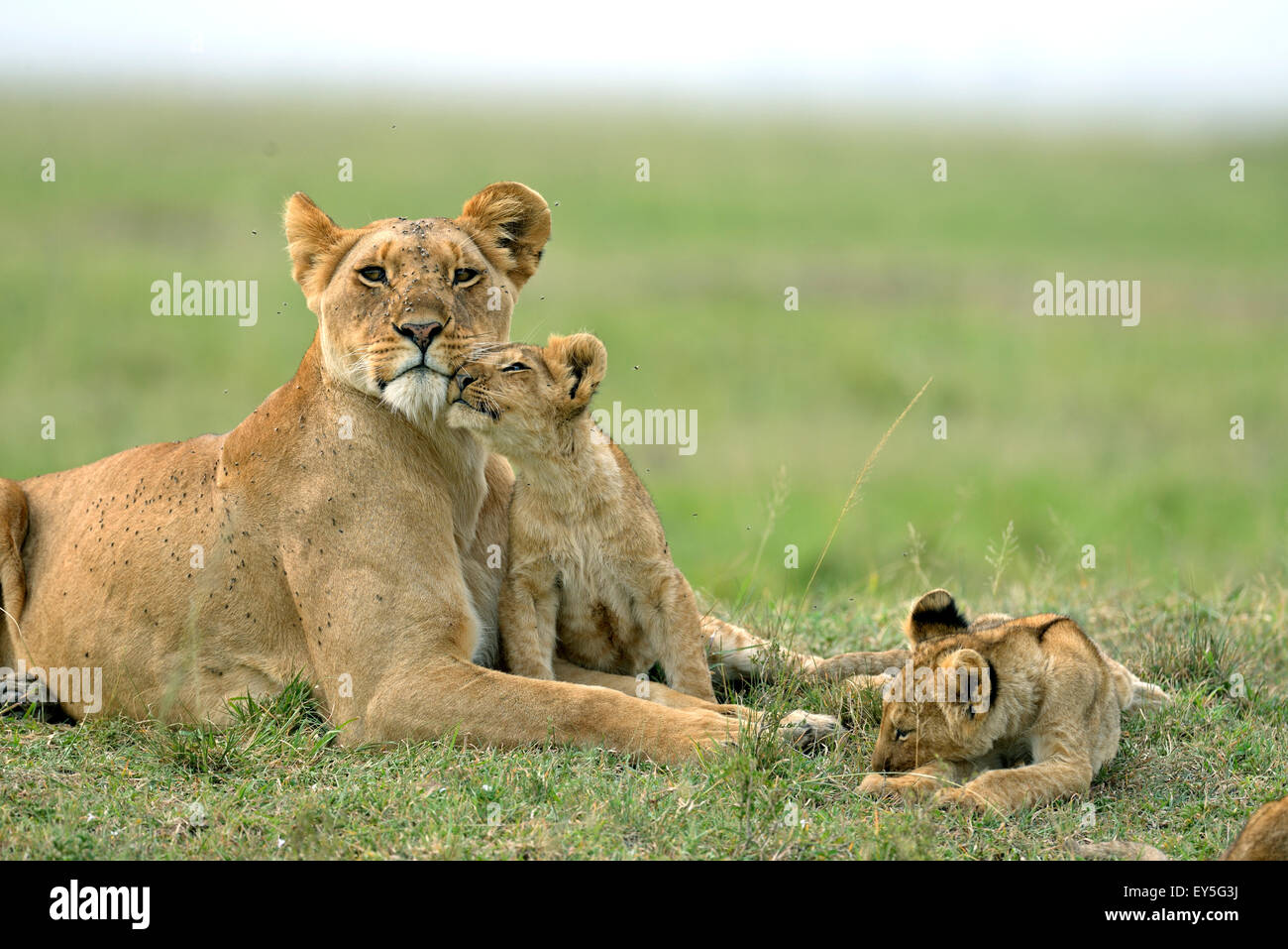 Lioness and Cubs in the savanna - Masai Mara Kenya Stock Photo