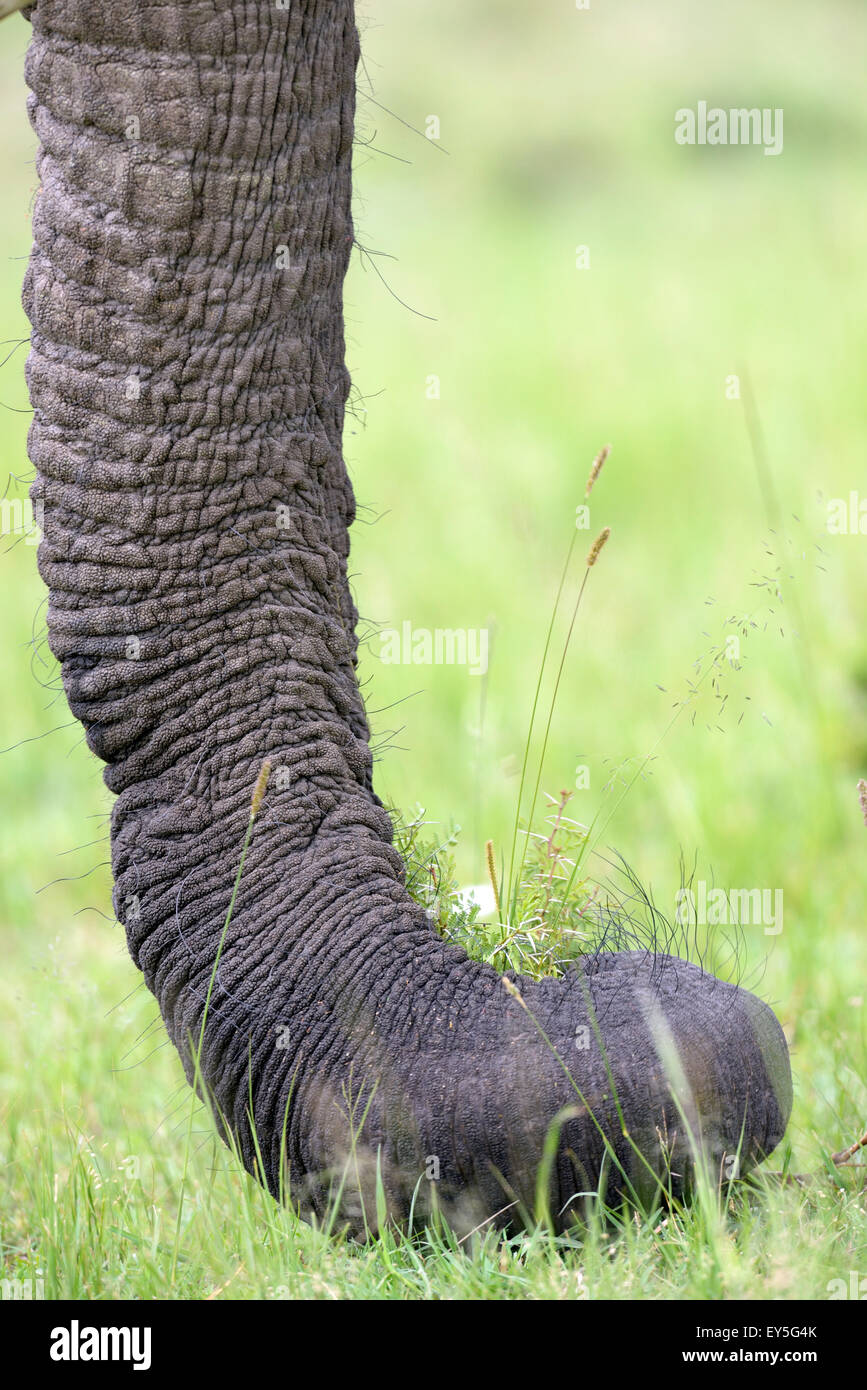 Elephant Trunk tearing grass - Masai Mara Kenya Stock Photo