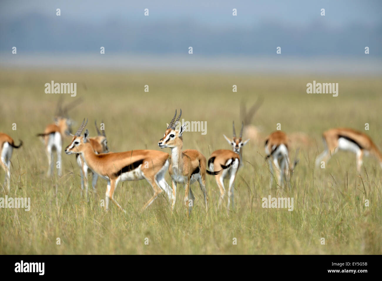 Thomson's gazelles in the savannah - Masai Mara Kenya Stock Photo - Alamy