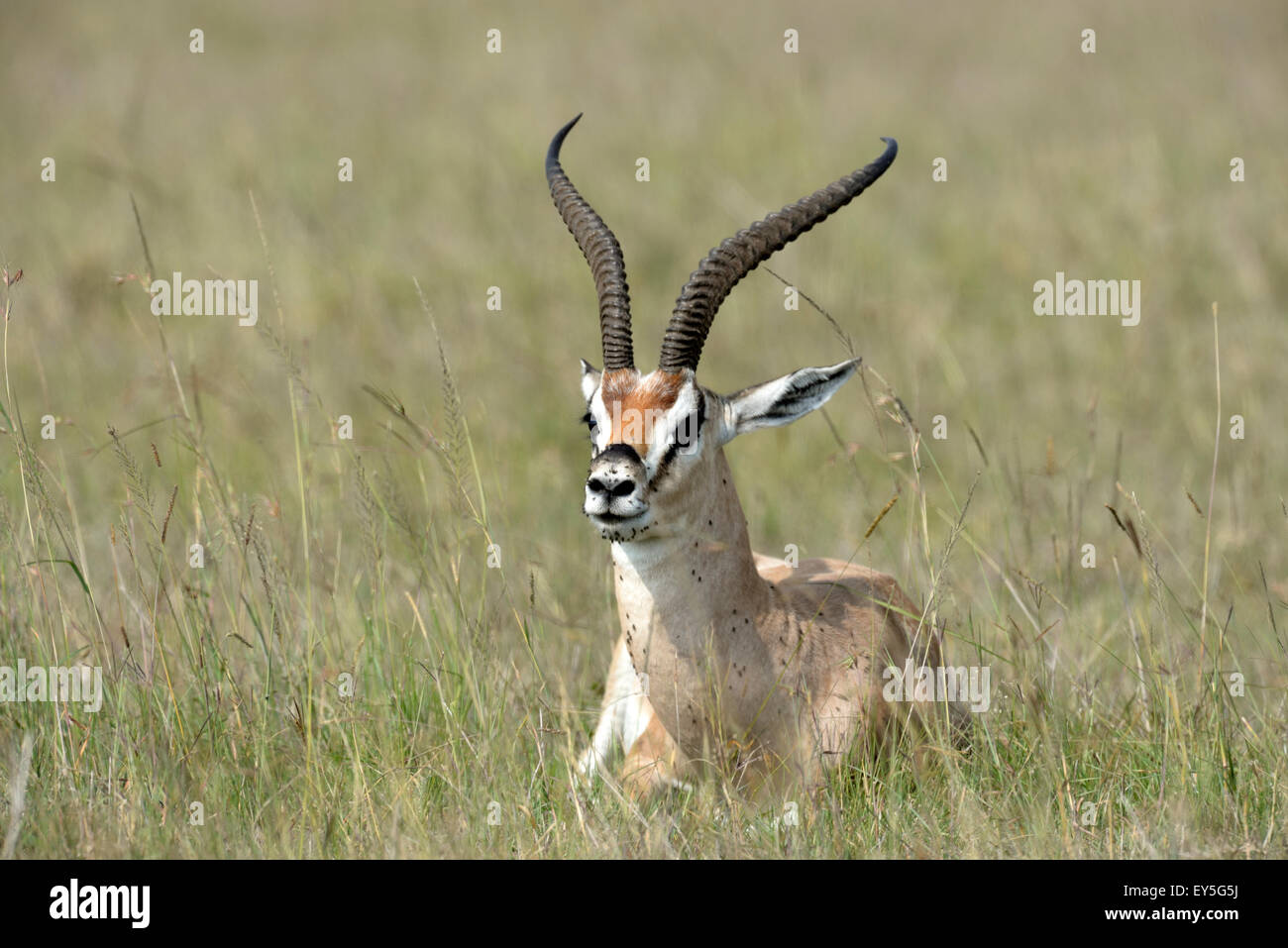 Thomson's gazelle lying in savannah - Masai Mara Kenya Stock Photo - Alamy
