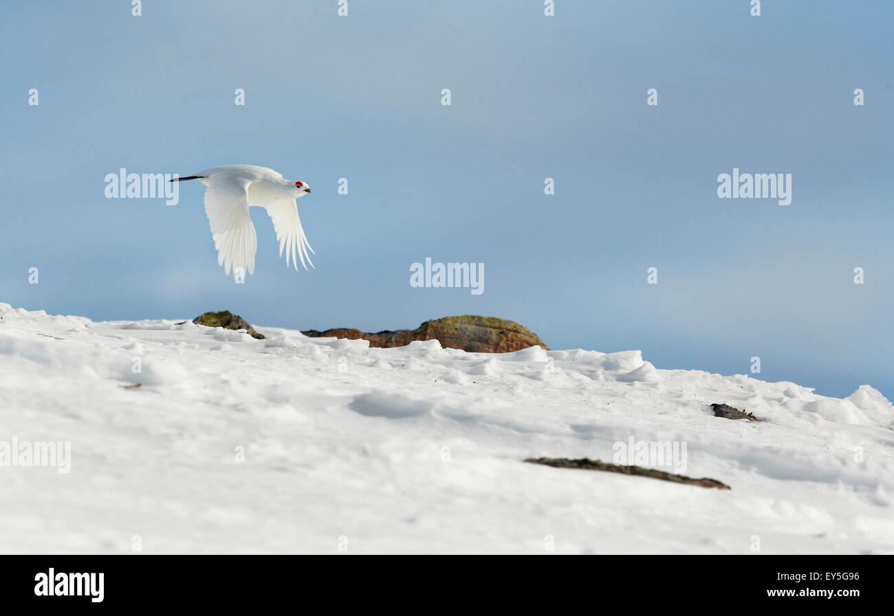 Willow Grouse in flight Lapland Finland Stock Photo Alamy