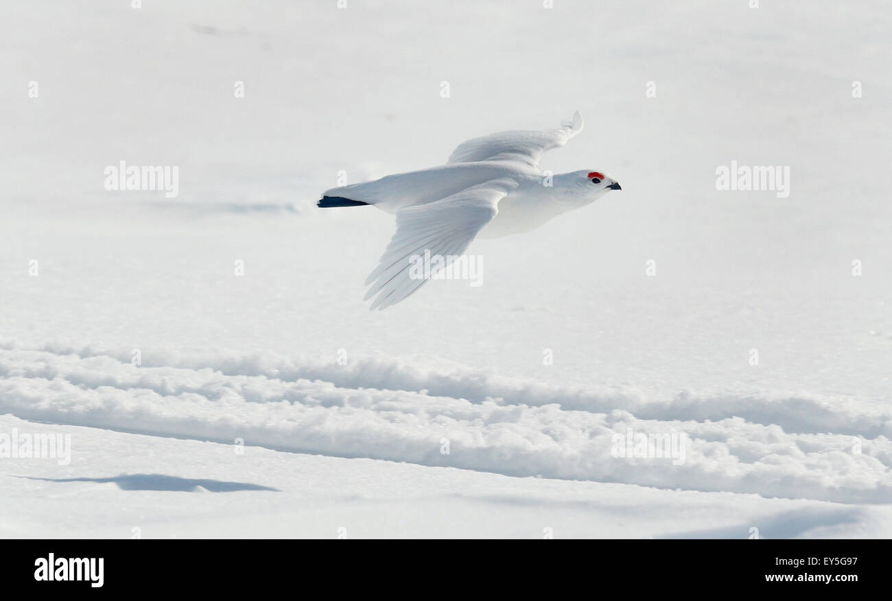 Willow Grouse in flight Lapland Finland Stock Photo Alamy