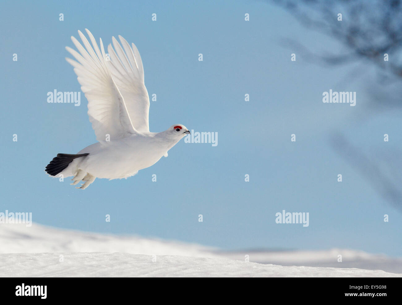 Willow Grouse in flight Lapland Finland Stock Photo Alamy