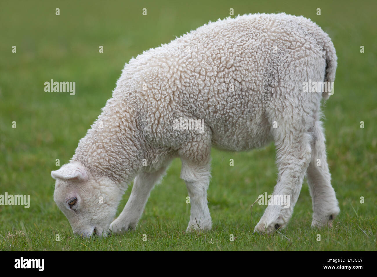 Sheep ( Ovis aries). Texel Lamb grazing. Iona. Inner Hebrides. West coast Scotland. June. Stock Photo