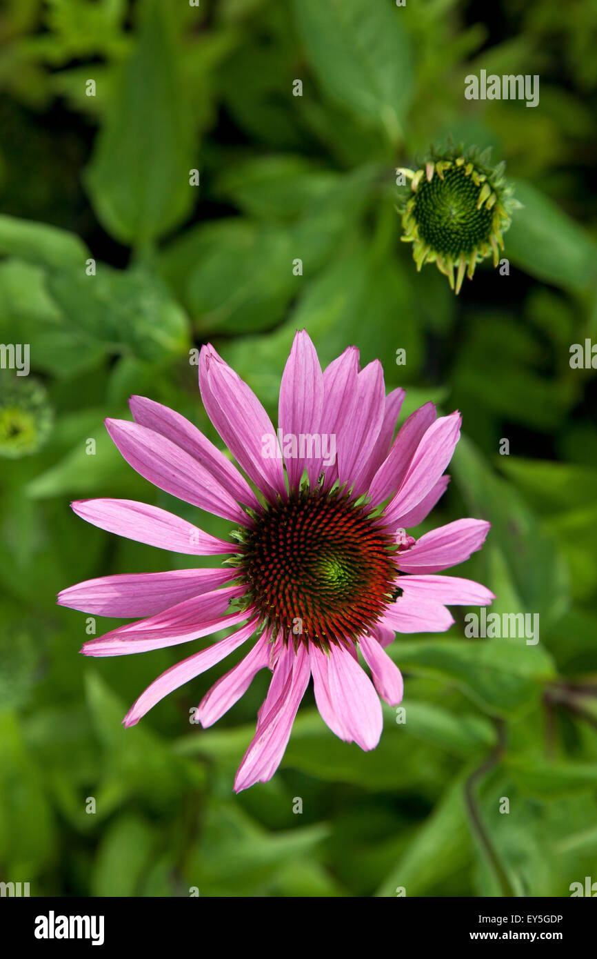 Echinacea Purpurea Primadonna Stock Photos Echinacea Purpurea
