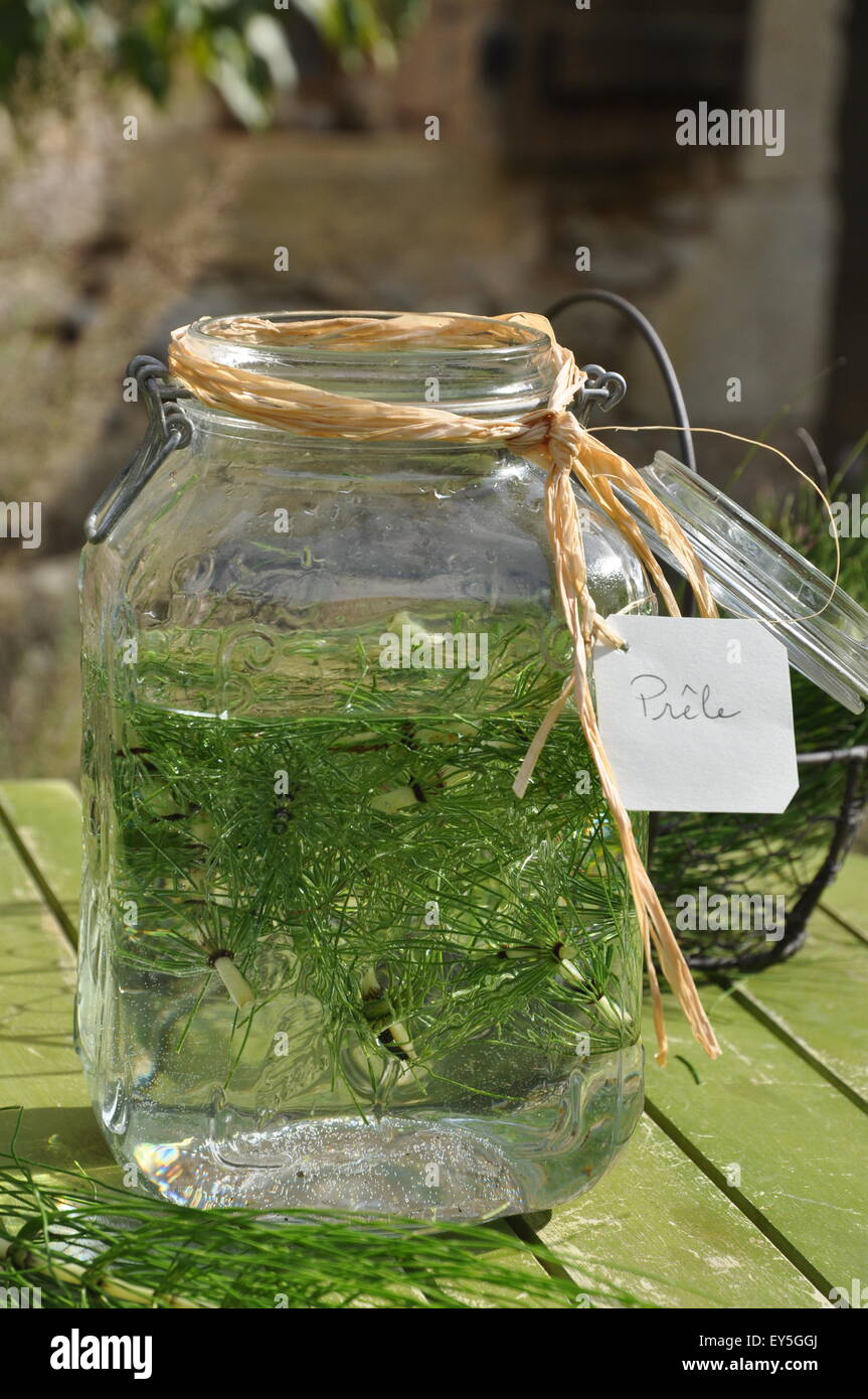 Maceration of horsetail for garden phytosanitary treatment Stock Photo