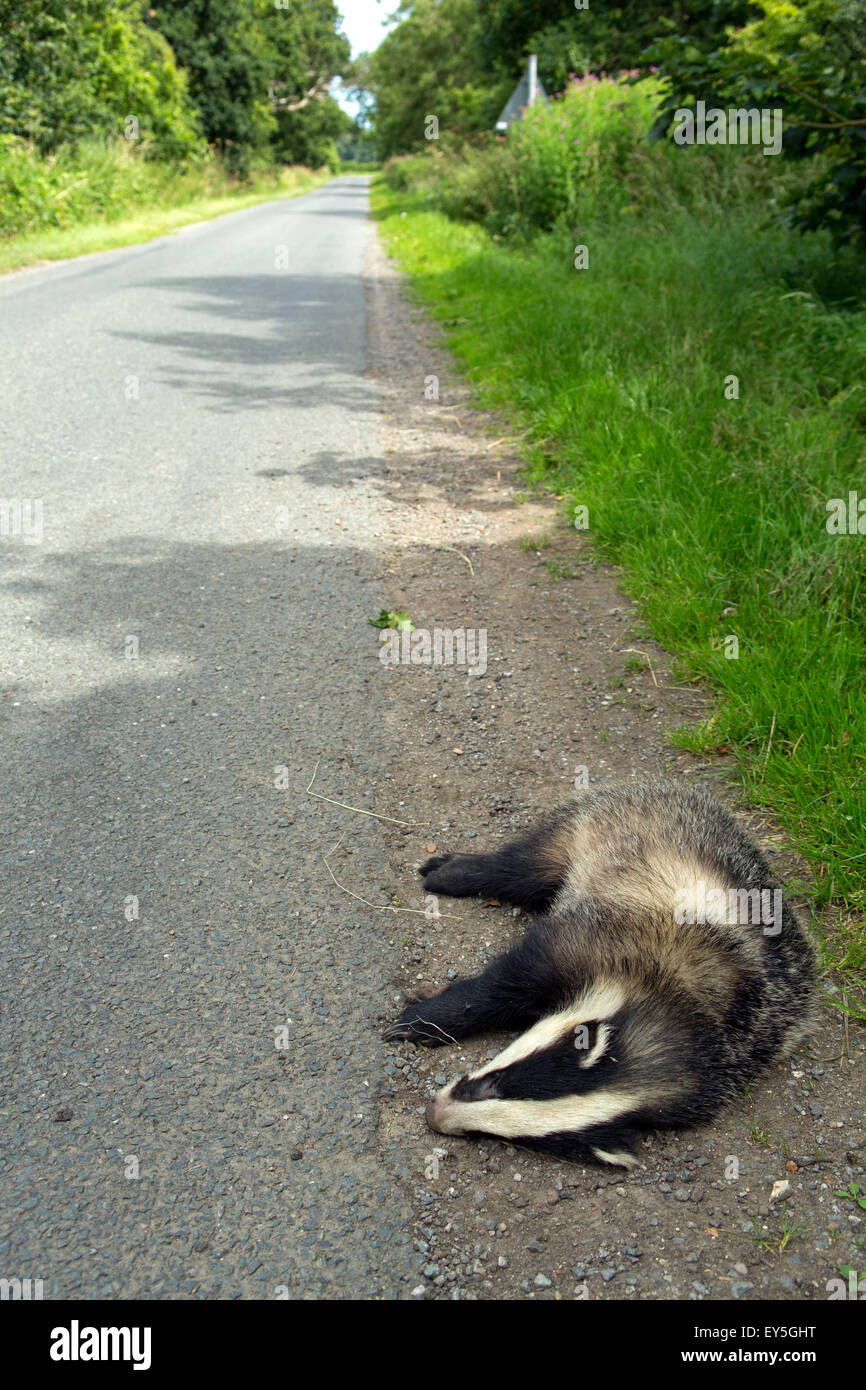 Road Kill, badger (Meles meles) dead on the side of a country lane