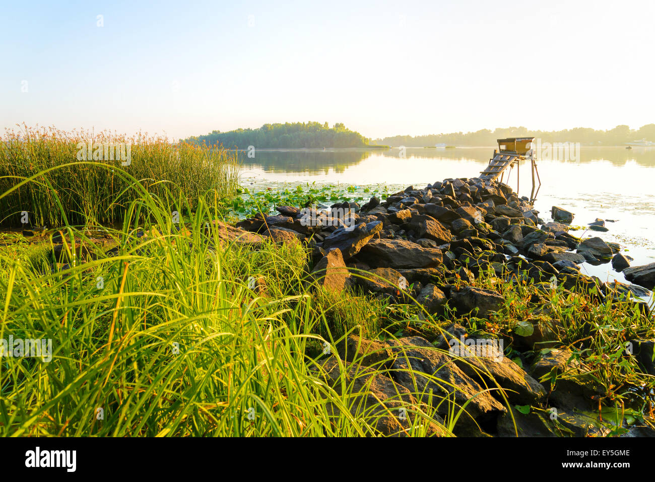 Footbridge, with stones, reeds, herbs and bulrush around. Dawn on the Dnieper river in Kiev. Yellow Nuphar lutea are floating on Stock Photo
