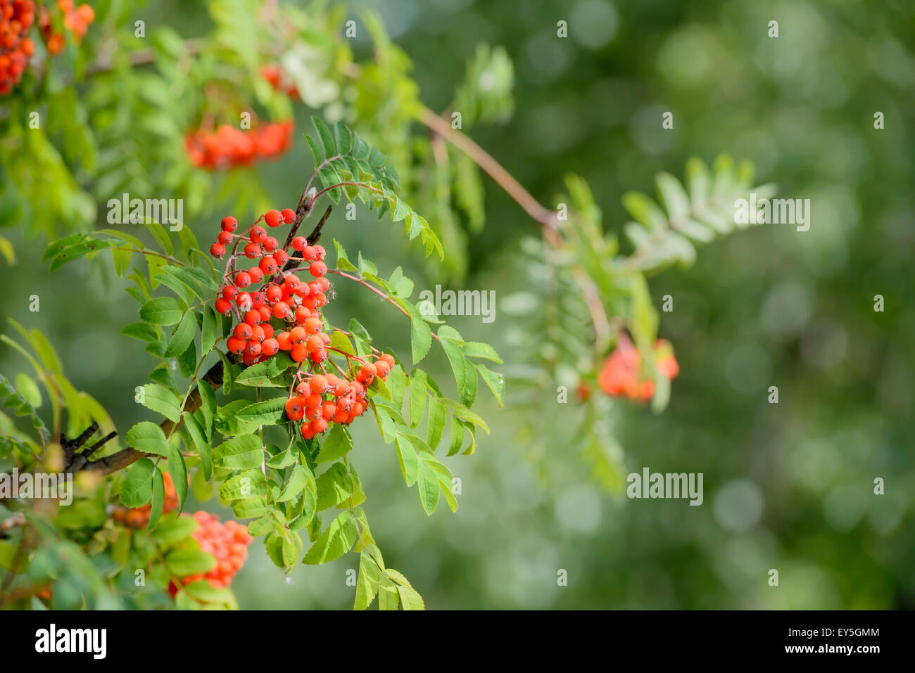 Detail of red Rowan (Sorbus) fruits on the tree branch Stock Photo