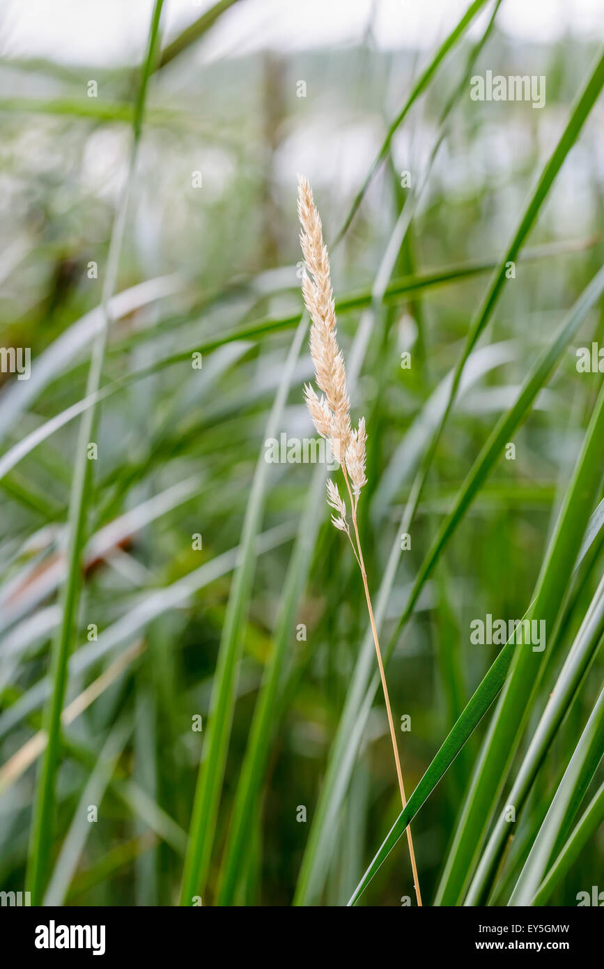 Poaceae and Typha latifolia reeds close to the Dnieper river Stock Photo