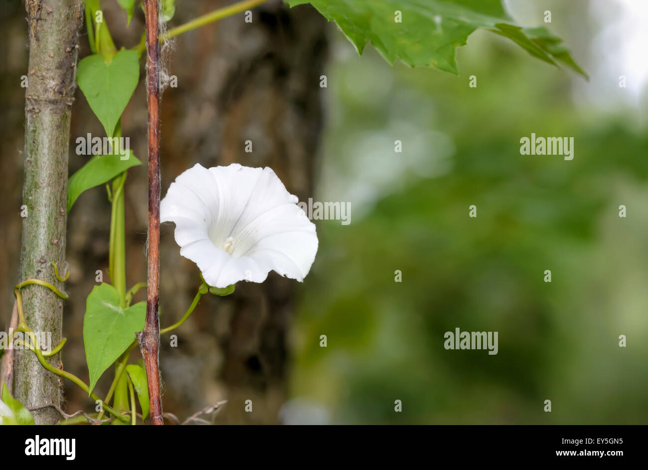 A white Calystegia flower in the undergrowth close to the river in summer Stock Photo