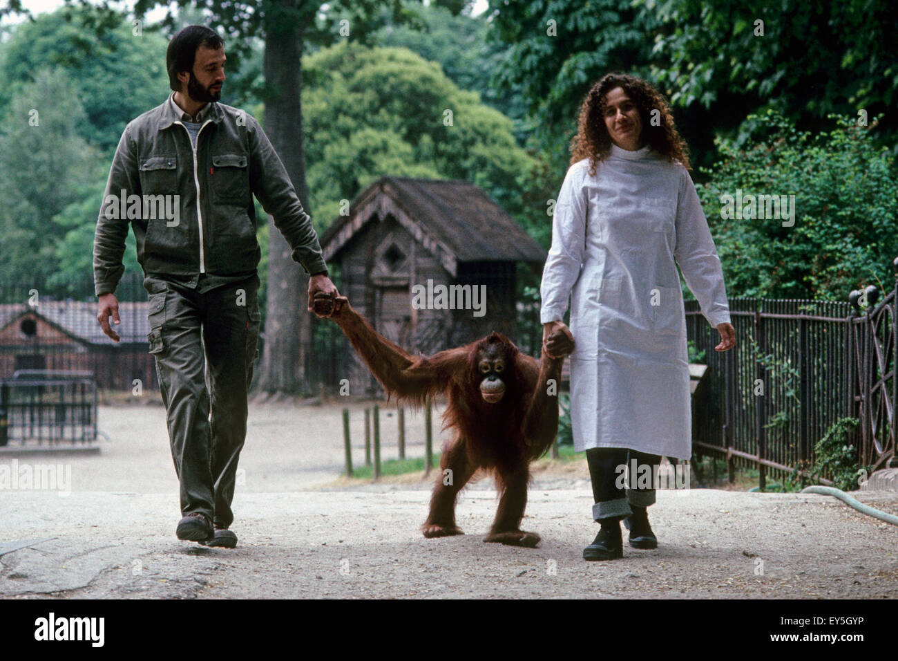 Marie-Claude Bomsel and Ralfone Marie-Claude Bomsel is veterinarain in the ménagerie du jardin des plantes. Ralfone the Orang-utang have been treated at the ménagerie after an illegal trade. She was relased in her natural home at Bornéo a few years after. Stock Photo