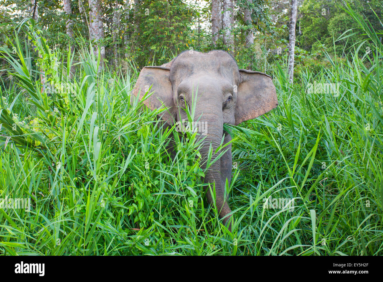 Borneo Pygmy Elephant in a clearing Malaysia Stock Photo Alamy