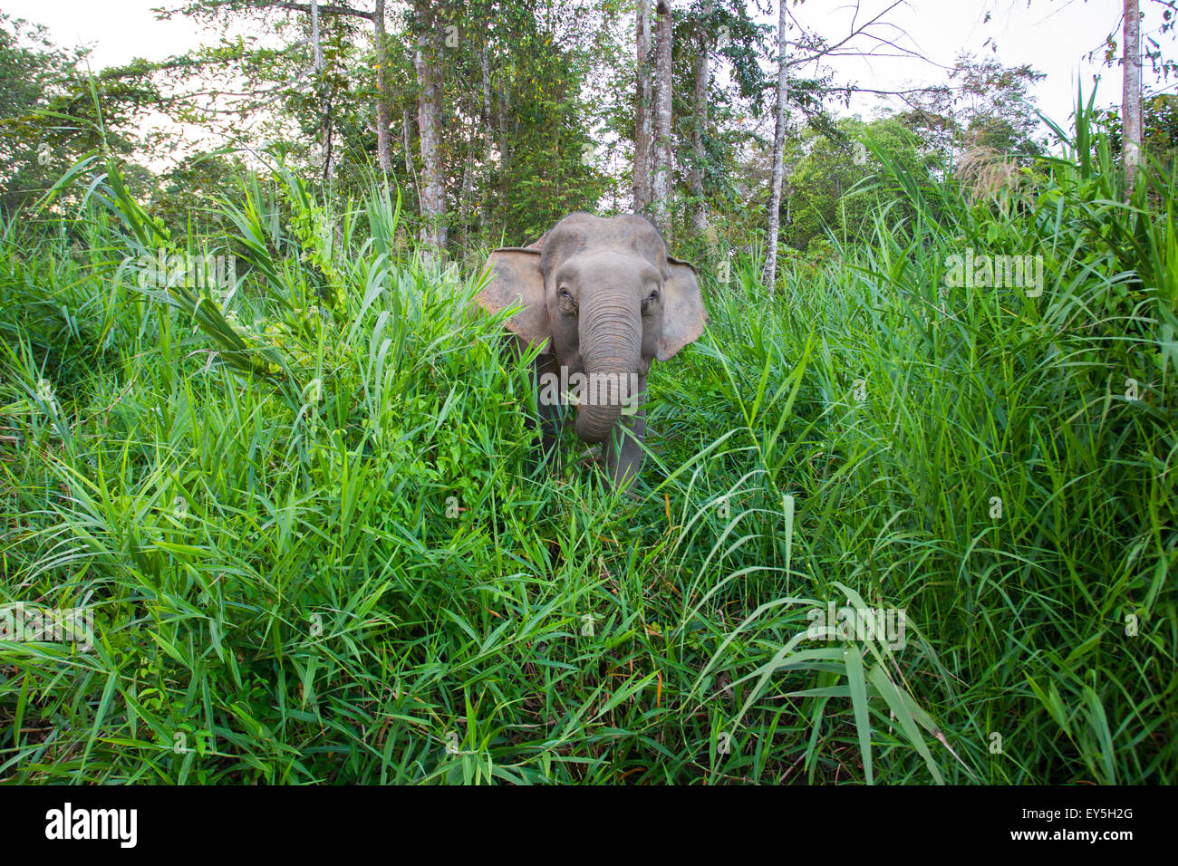 Borneo Pygmy Elephant in a clearing - Malaysia Stock Photo