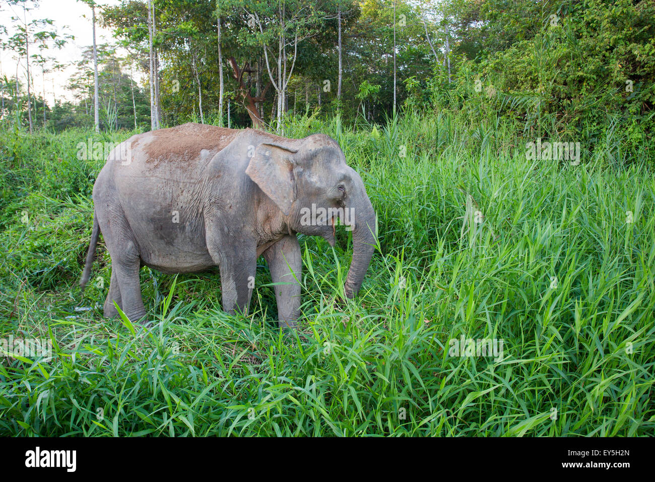 Borneo Pygmy Elephant in a clearing Malaysia Stock Photo Alamy