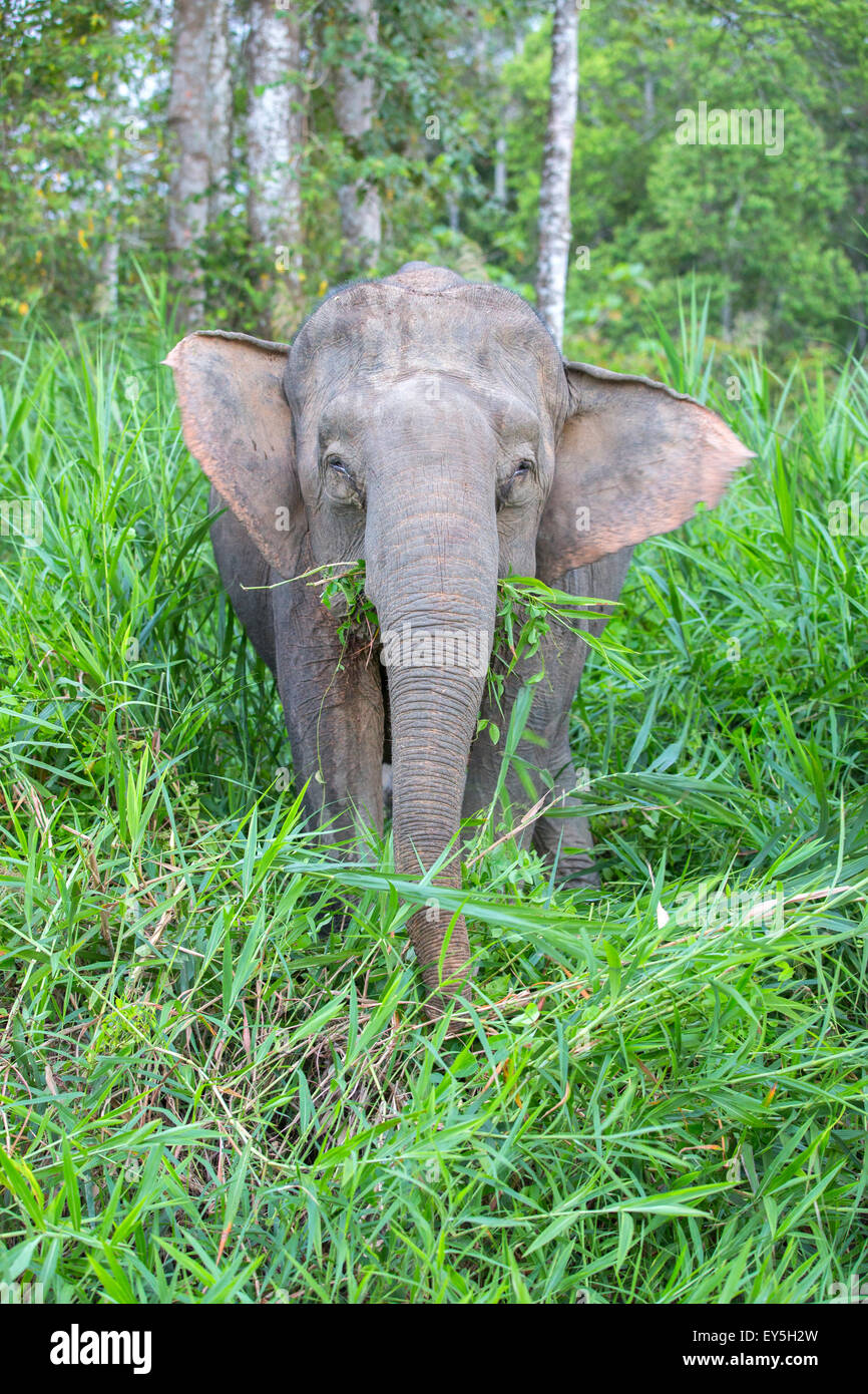 Borneo Pygmy Elephant in a clearing - Malaysia Stock Photo