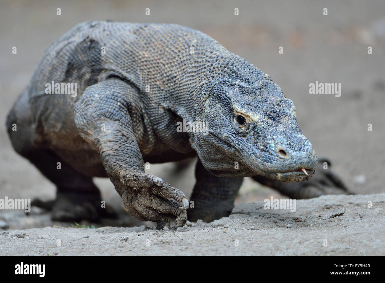 Komodo Dragon - Indonesia Stock Photo - Alamy