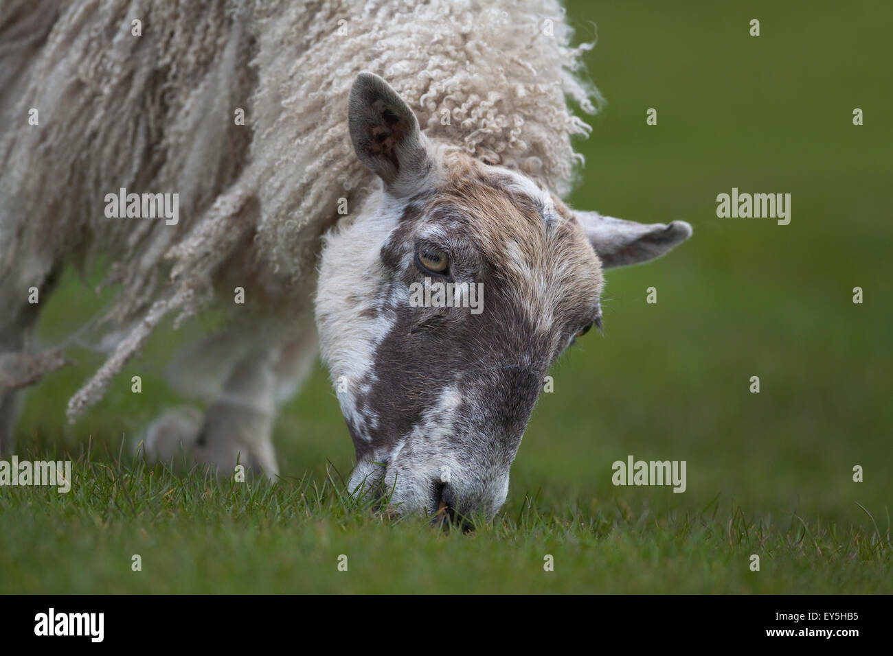 Sheep losing wool hires stock photography and images Alamy