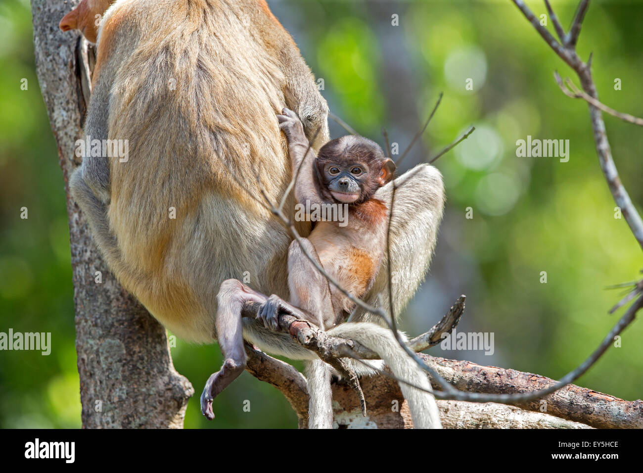 Proboscis monkeys - Sabah Borneo Malaysia Labuk Bay Stock Photo - Alamy