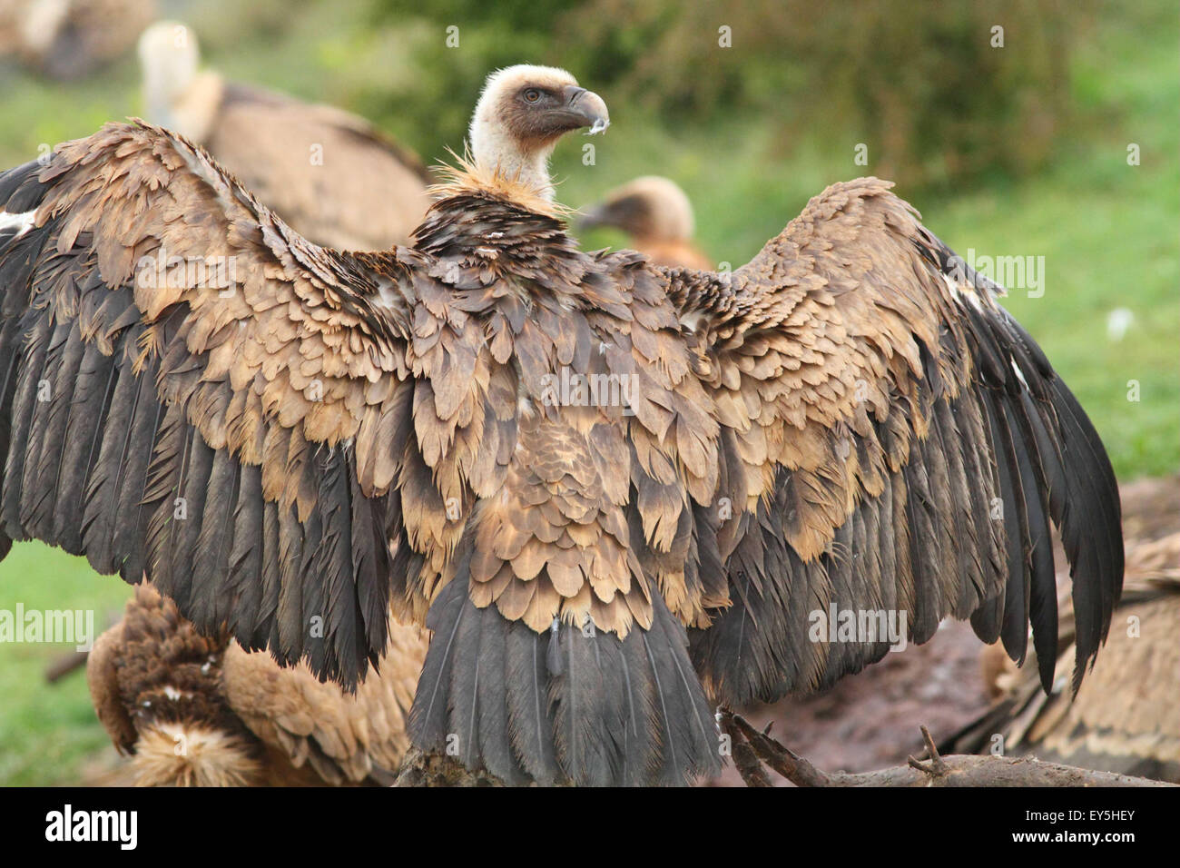 Griffon vulture on ground with wings spread - Spain Stock Photo - Alamy
