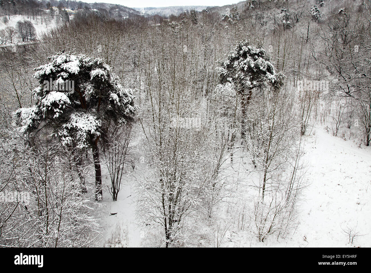 forest in winter Stock Photo - Alamy
