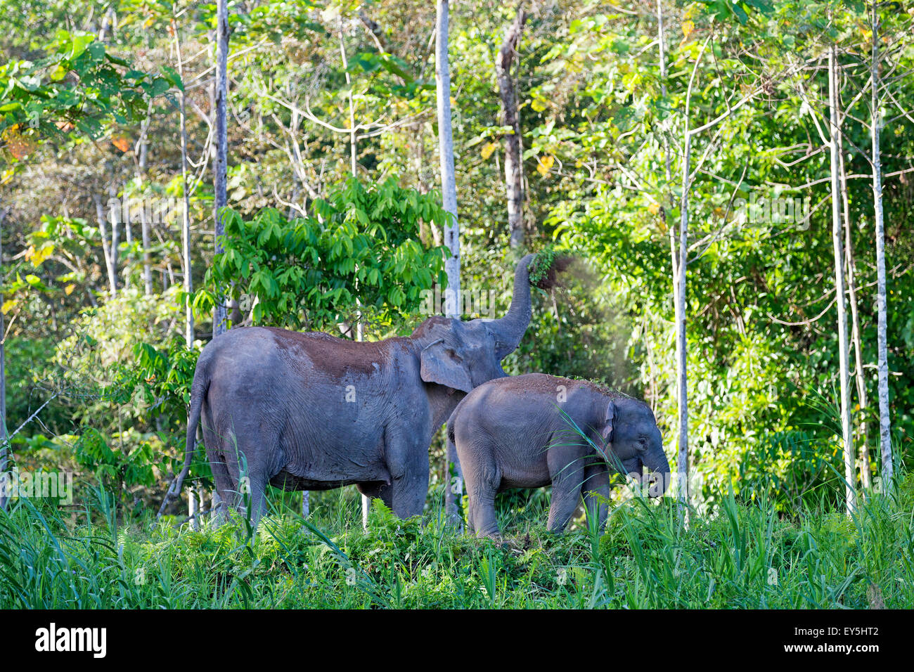Borneo Pygmy Elephant and young Sabah Malaysia Kinabatangan river