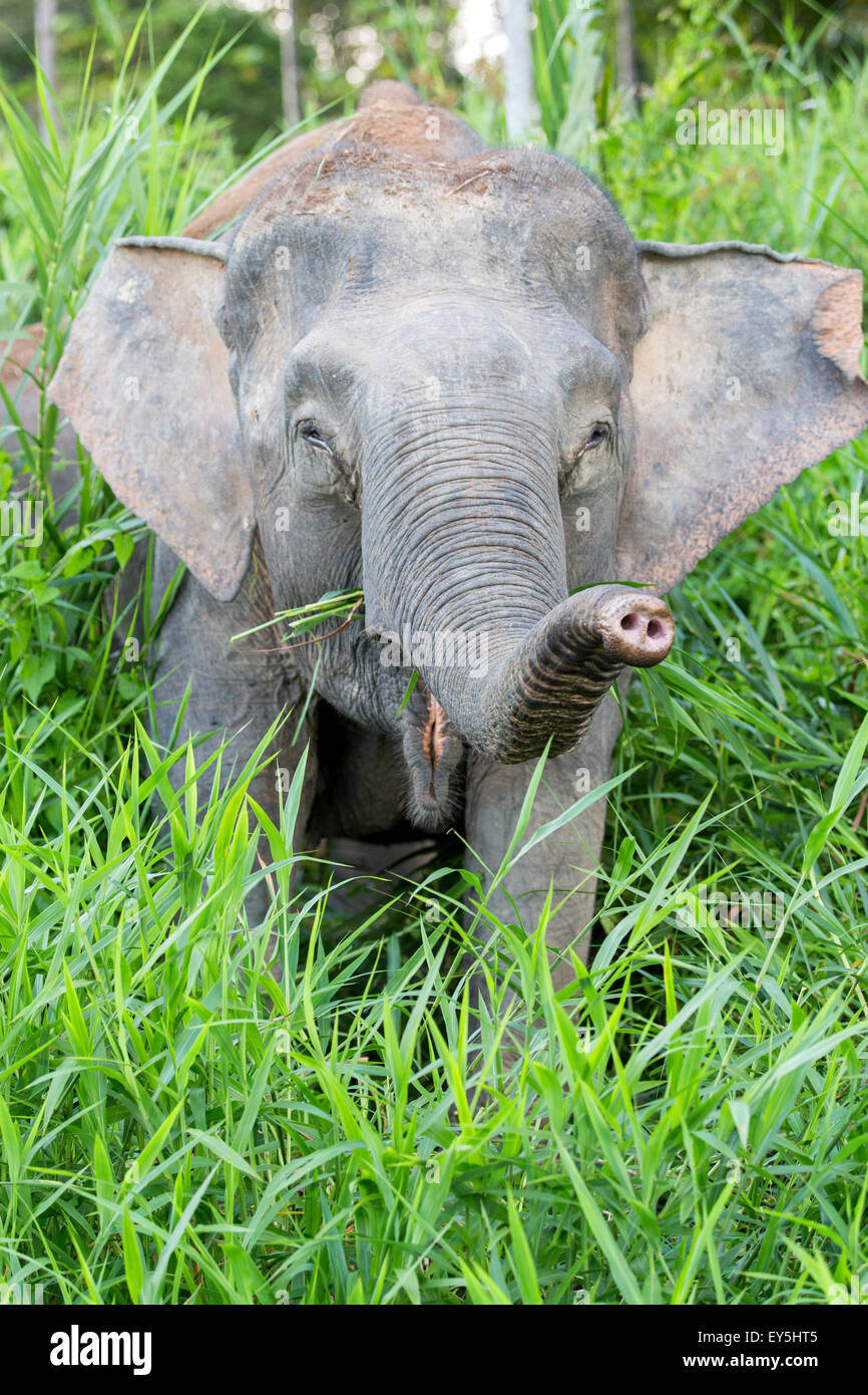 Borneo Pygmy Elephant - Sabah Malaysia Kinabatangan river bank Stock Photo