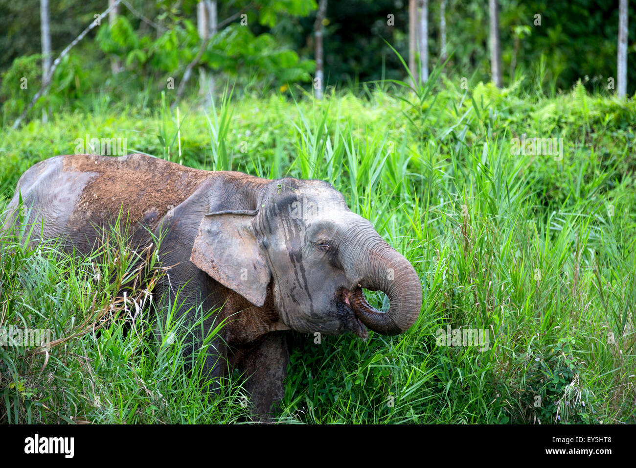 Borneo Pygmy Elephant Sabah Malaysia Kinabatangan river bank Stock