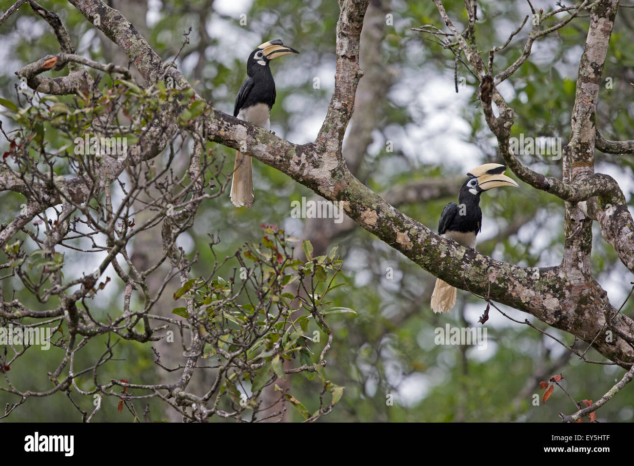Oriental Pied Hornbills on a branch - Sabah Malaysia Kinabatangan river banks Stock Photo