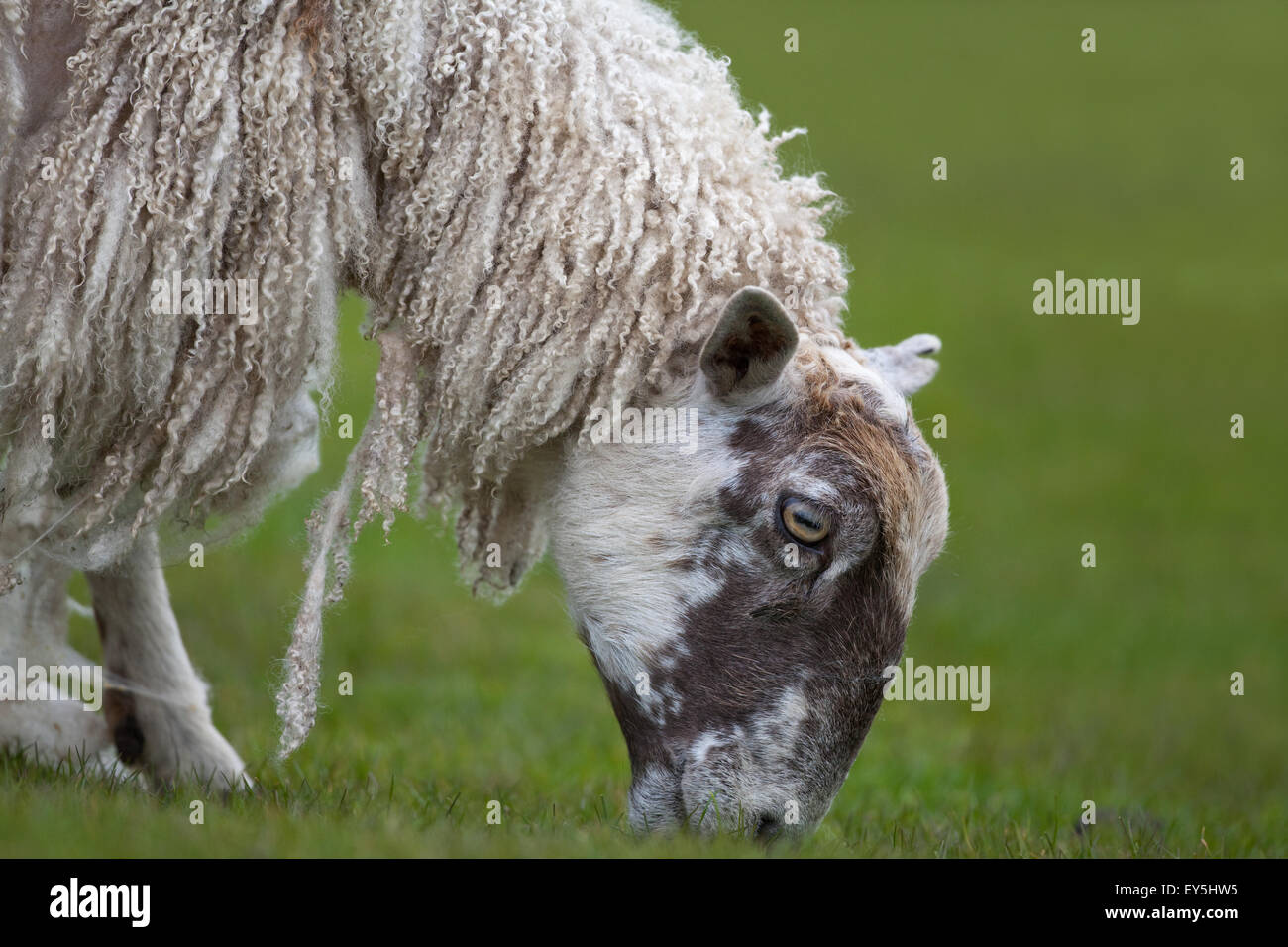 Sheep losing wool hires stock photography and images Alamy