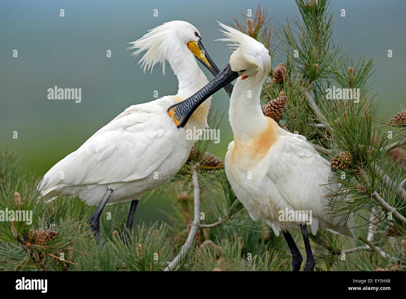Eurasian Spoonbills displaying - Marquenterre Somme France Stock Photo