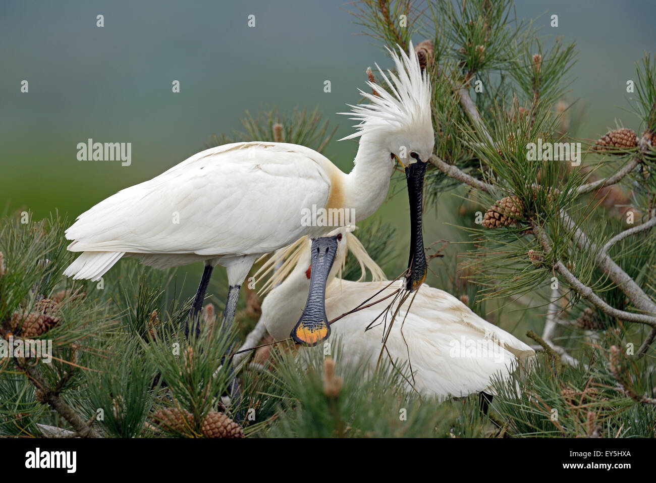 Eurasian Spoonbills displaying - Marquenterre Somme France Stock Photo