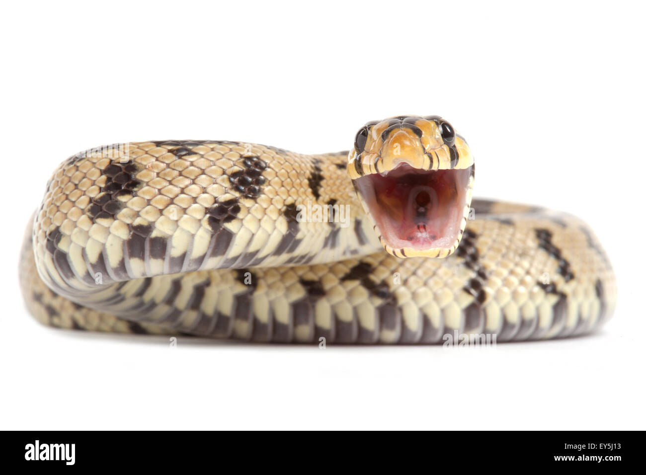 Snake on white background hi-res stock photography and images - Alamy