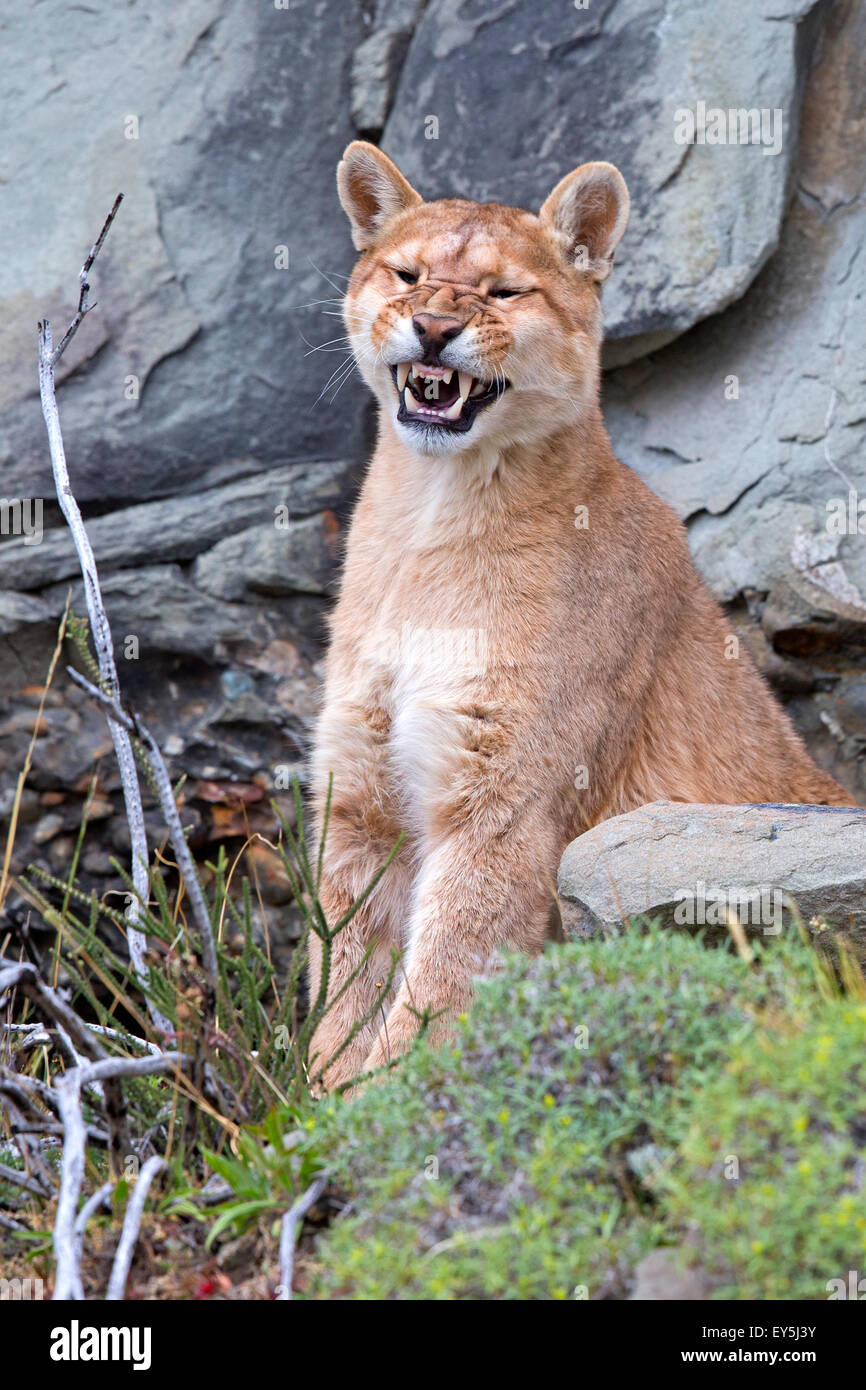 Puma grinning in the scrub - Torres del Paine Chile one year old Stock Photo