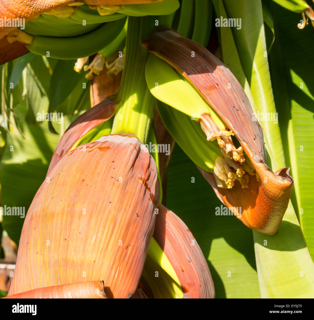 Queensland bananas hires stock photography and images Alamy