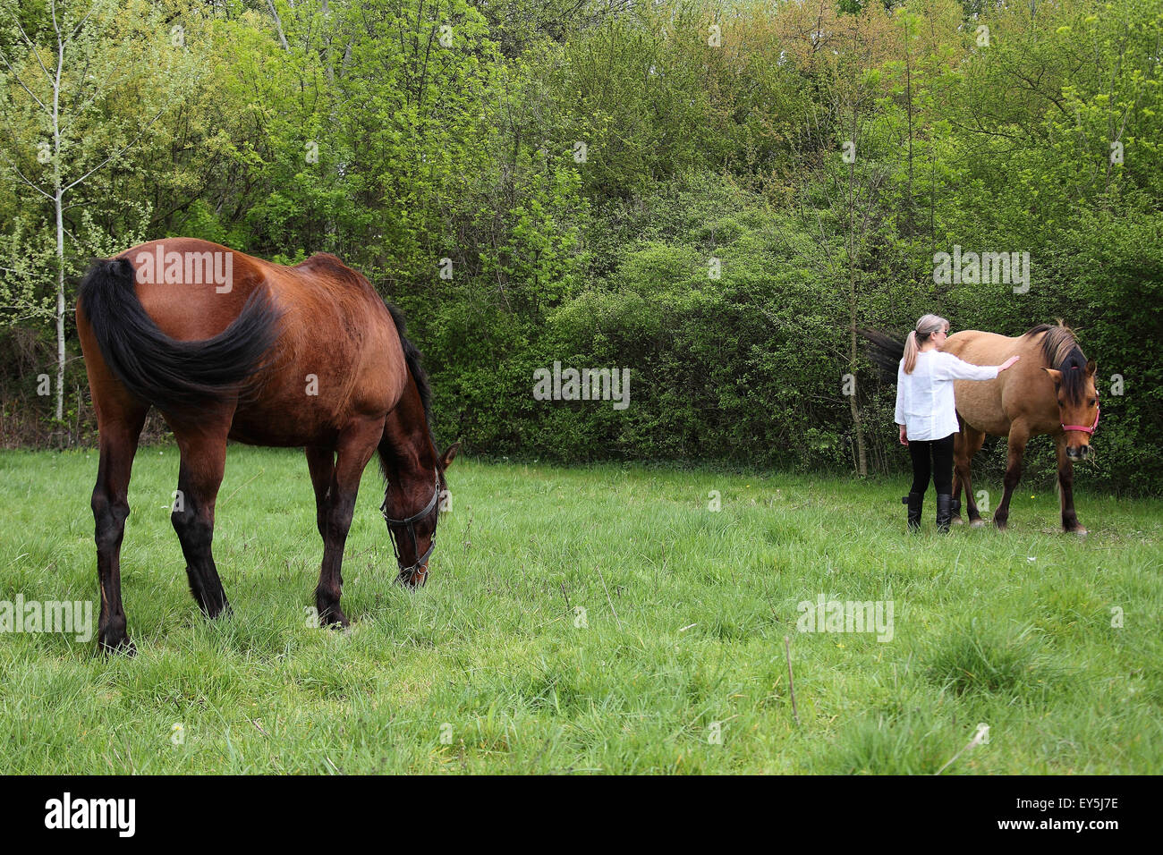 therapy on a horse Stock Photo Alamy