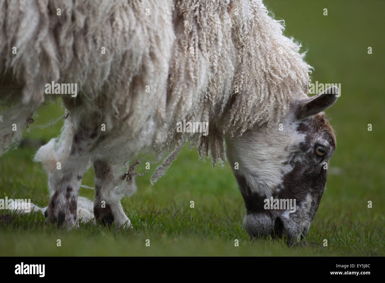 Sheep. Grazing; Mule ewe grazing. Cropping grass. Shedding wool naturally. Stock Photo